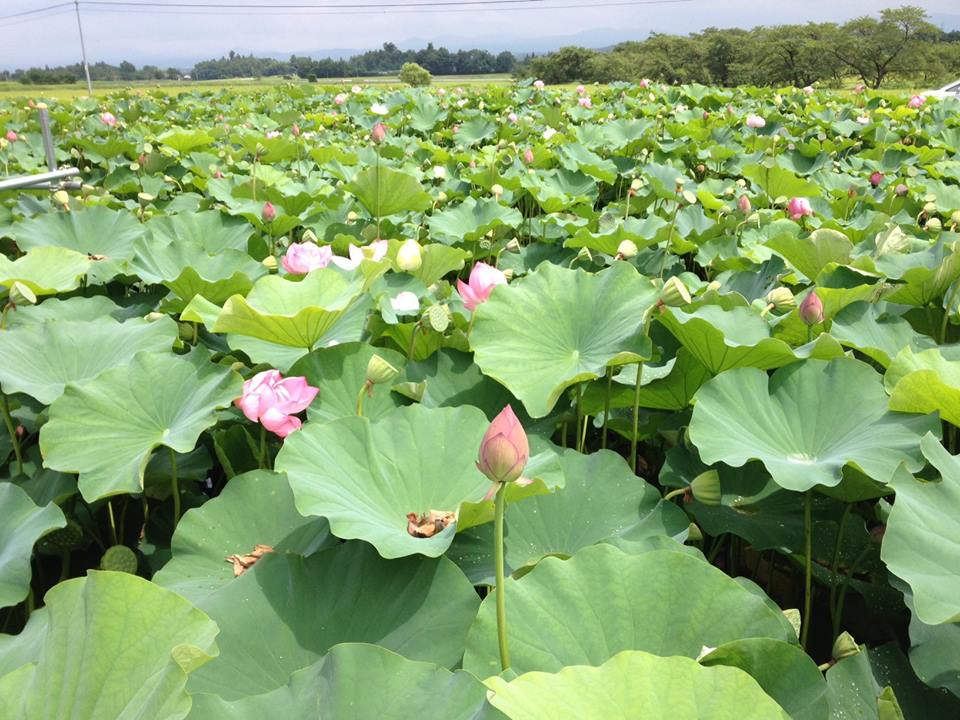 福島県郡山市　蓮池