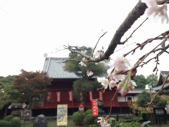 上野清水観音堂と十月桜