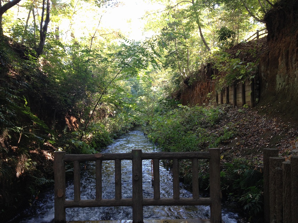 水と木々と光にあふれる、ここも東京