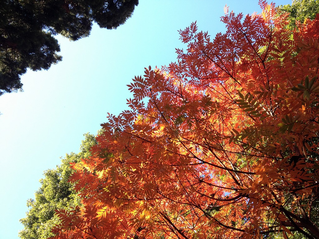小平小川寺の紅葉