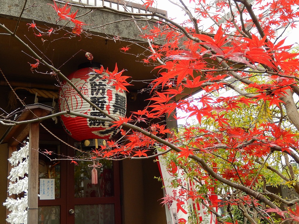 火伏せ大黒の燃えるようなもみじ