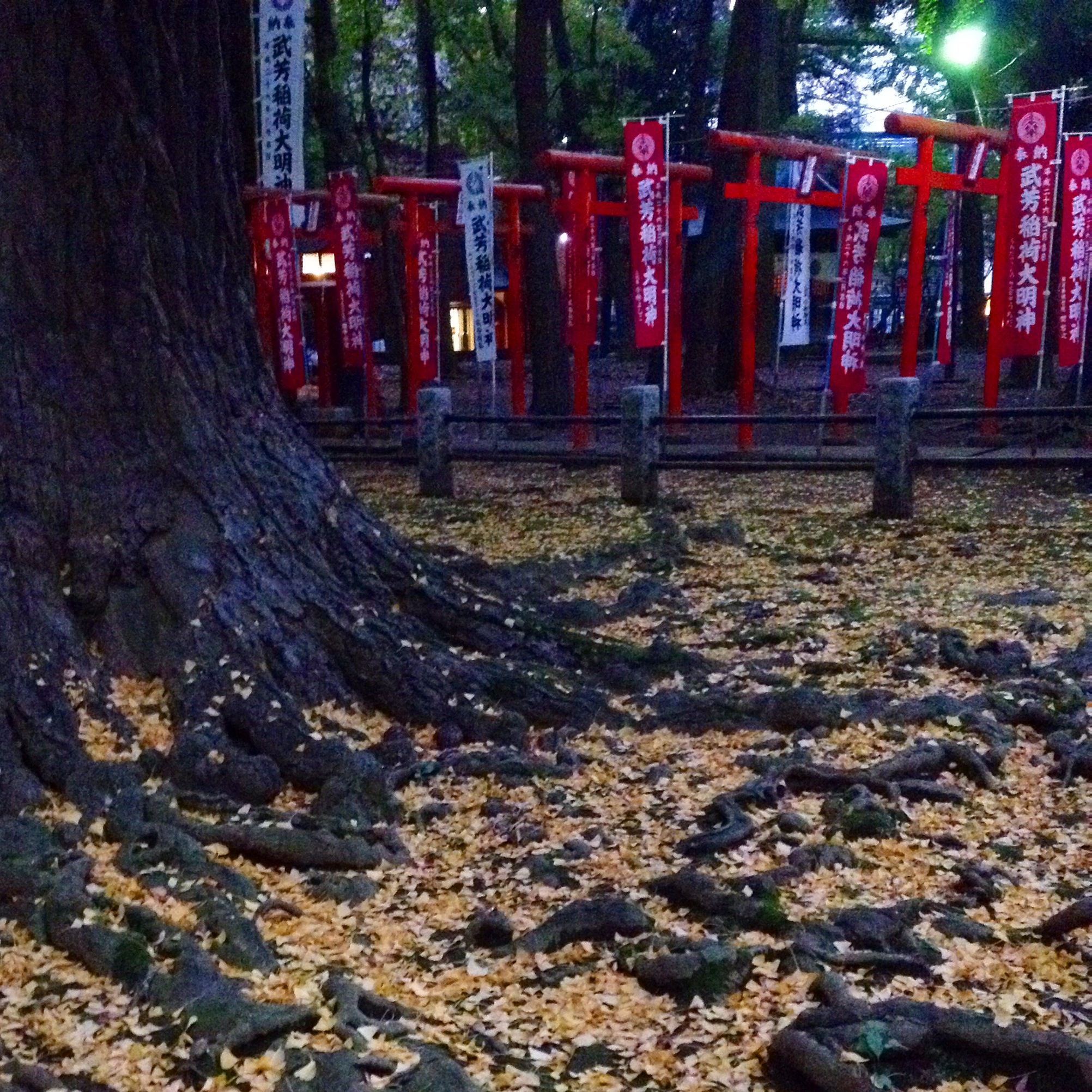 二の酉の日、夕暮れの雑司が谷さんぽ