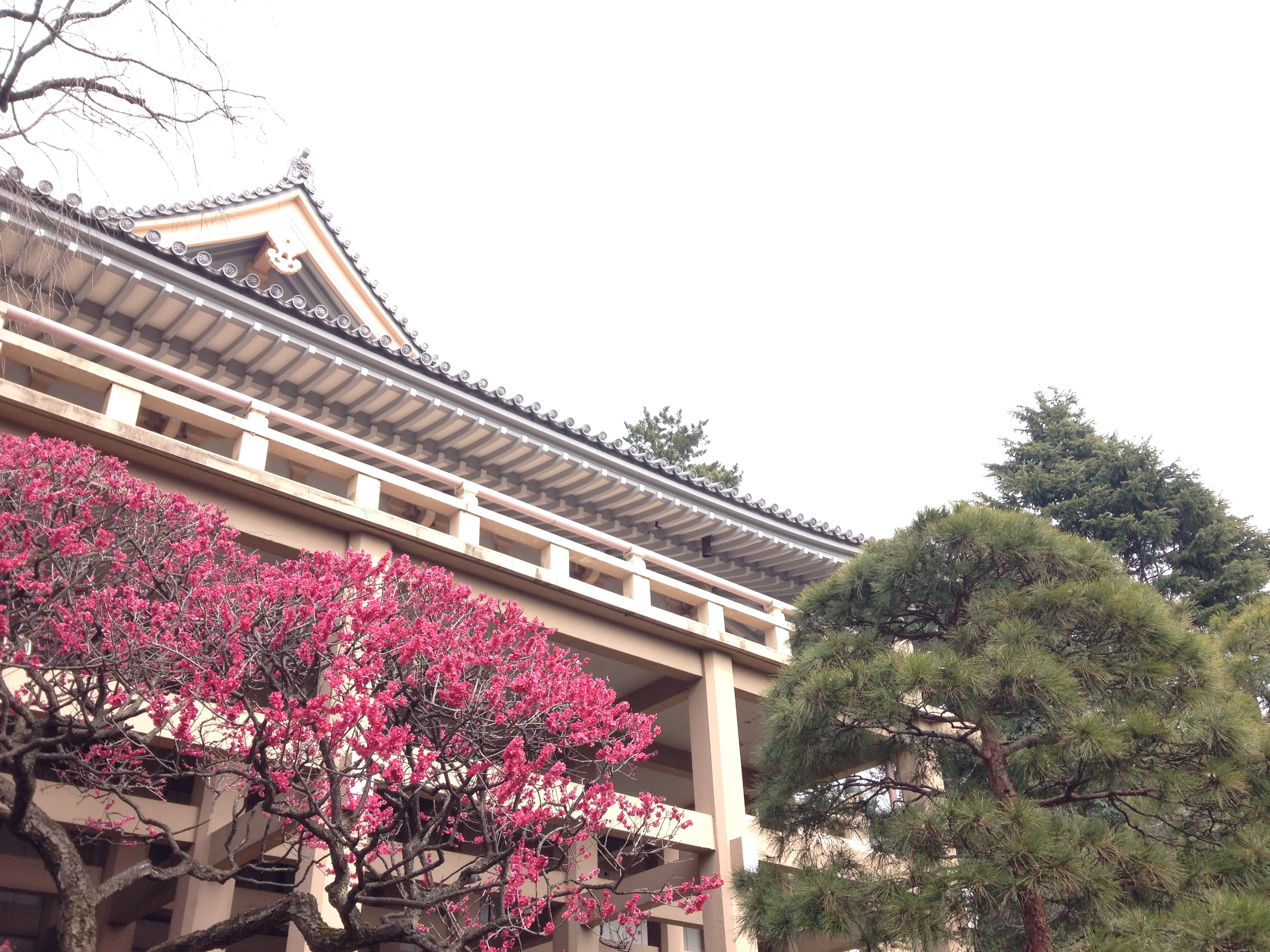 牡丹寺・薬王院の紅梅