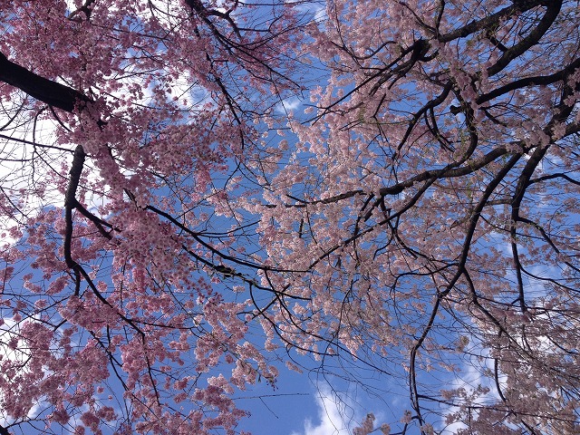 板橋 松月院の桜