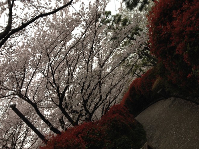 江戸の庶民の行楽の地 飛鳥山で観桜