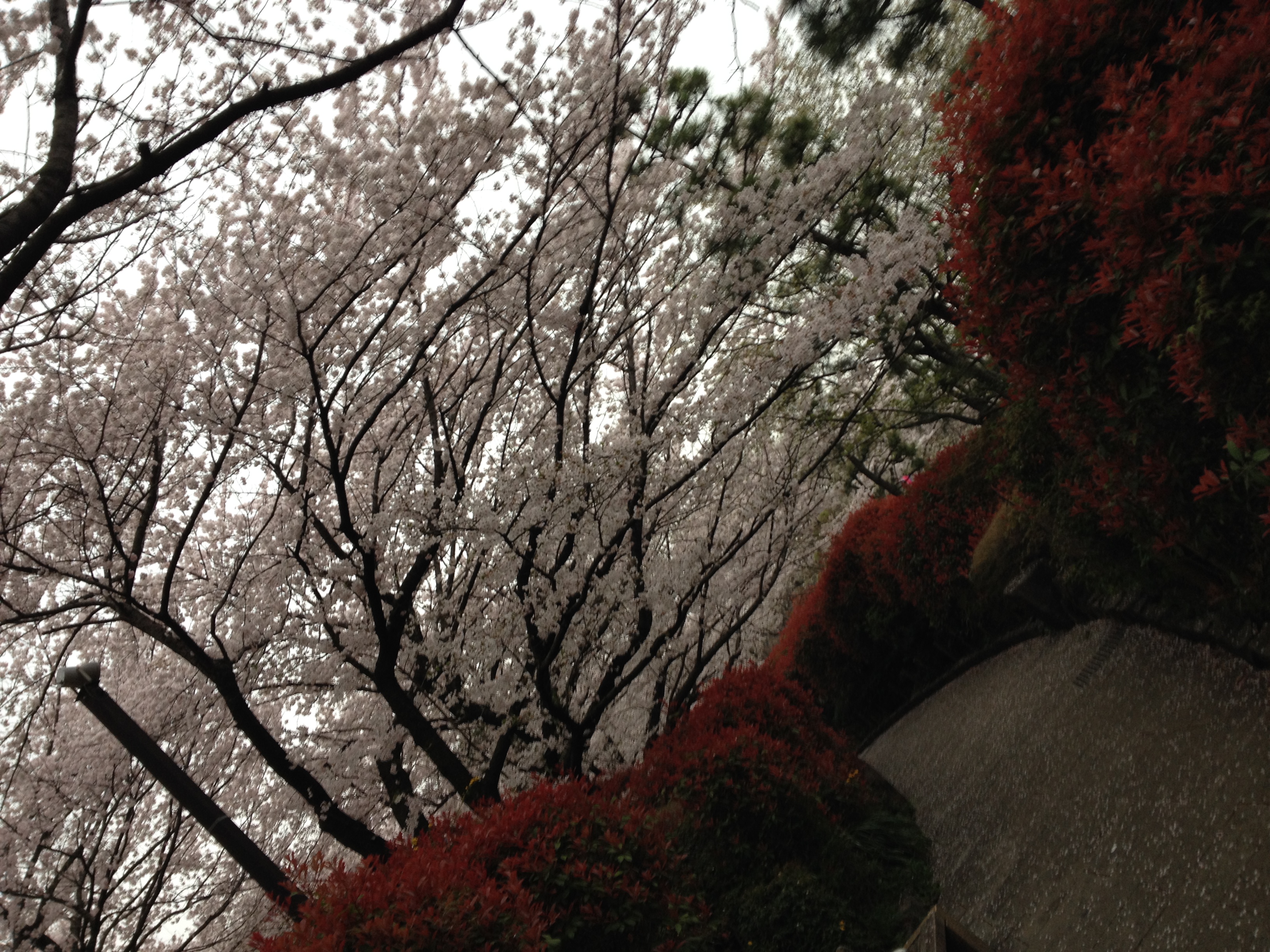 江戸の庶民の行楽の地 飛鳥山で観桜