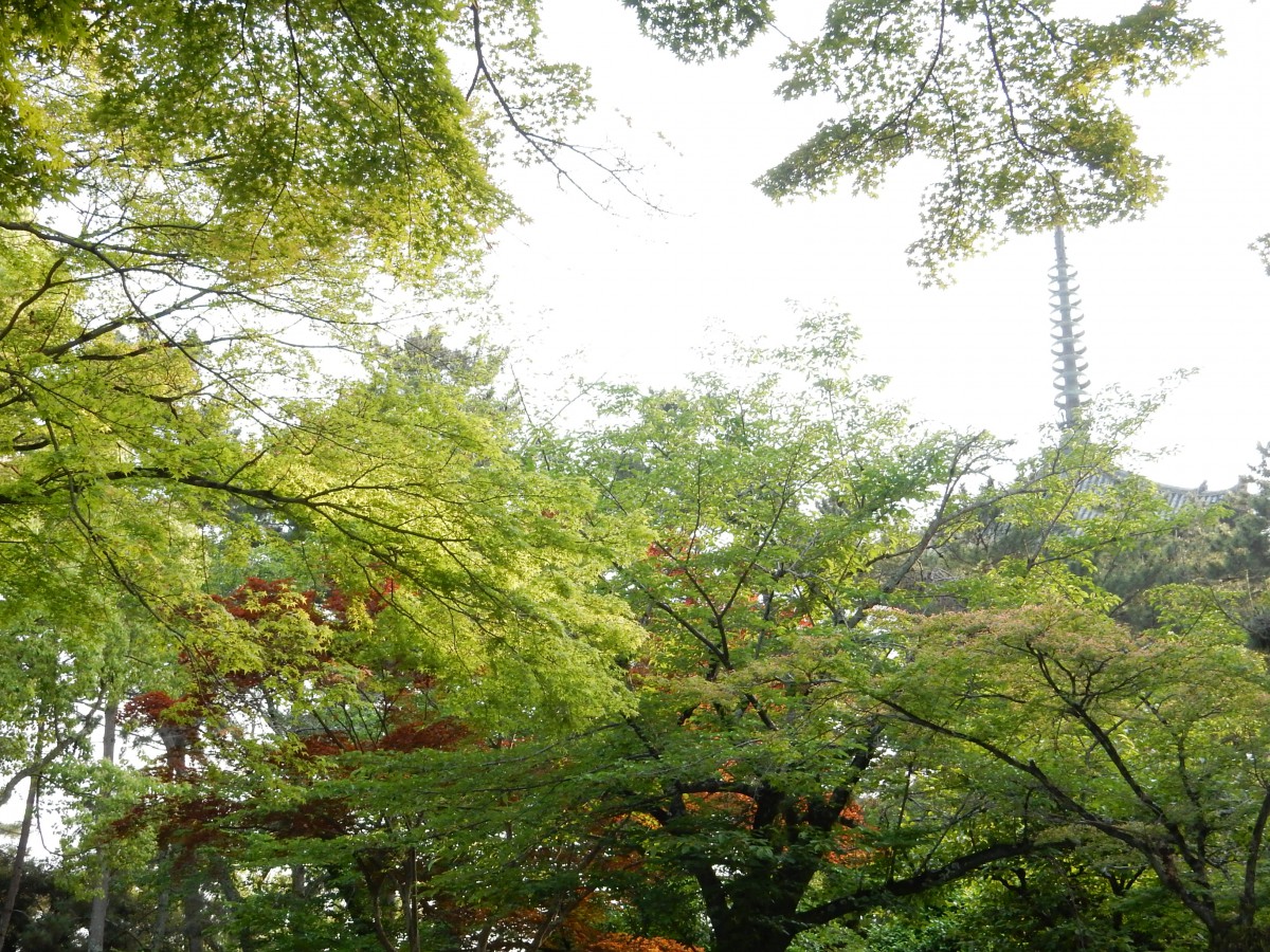 初夏の奈良公園