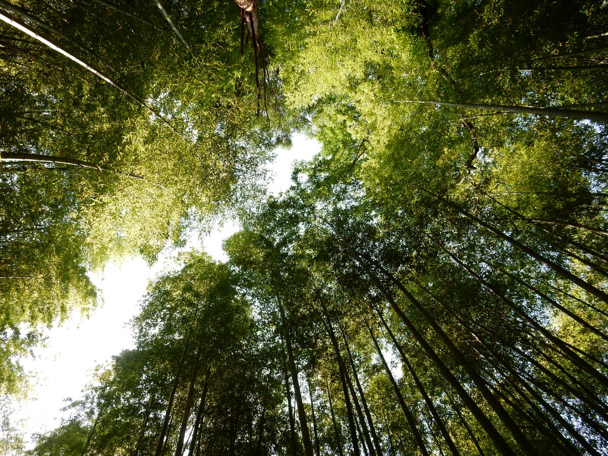 武家屋敷と七福神の竹林