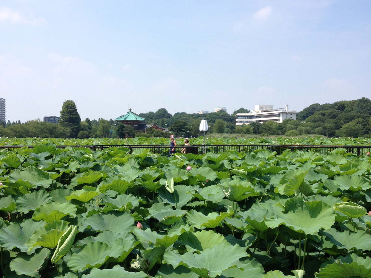蓮、夏まつり、花火、夏開花！