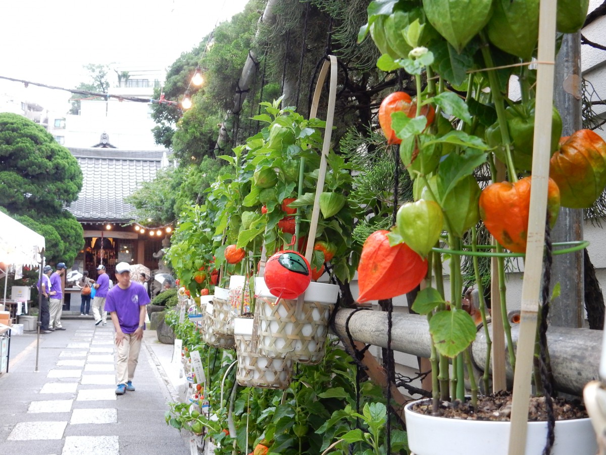 こんにゃく閻魔のほおずき市