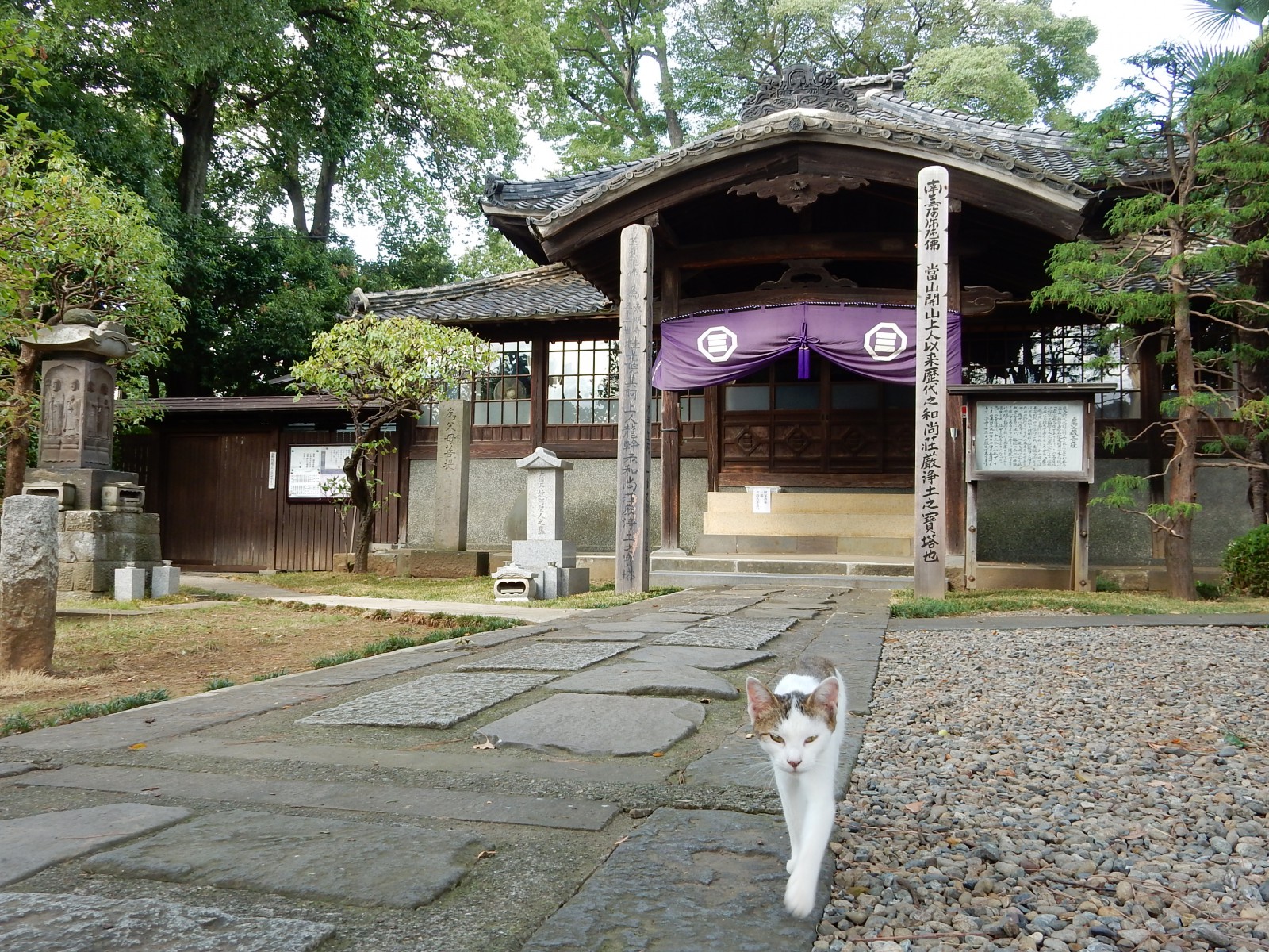 河越夜戦跡の寺猫