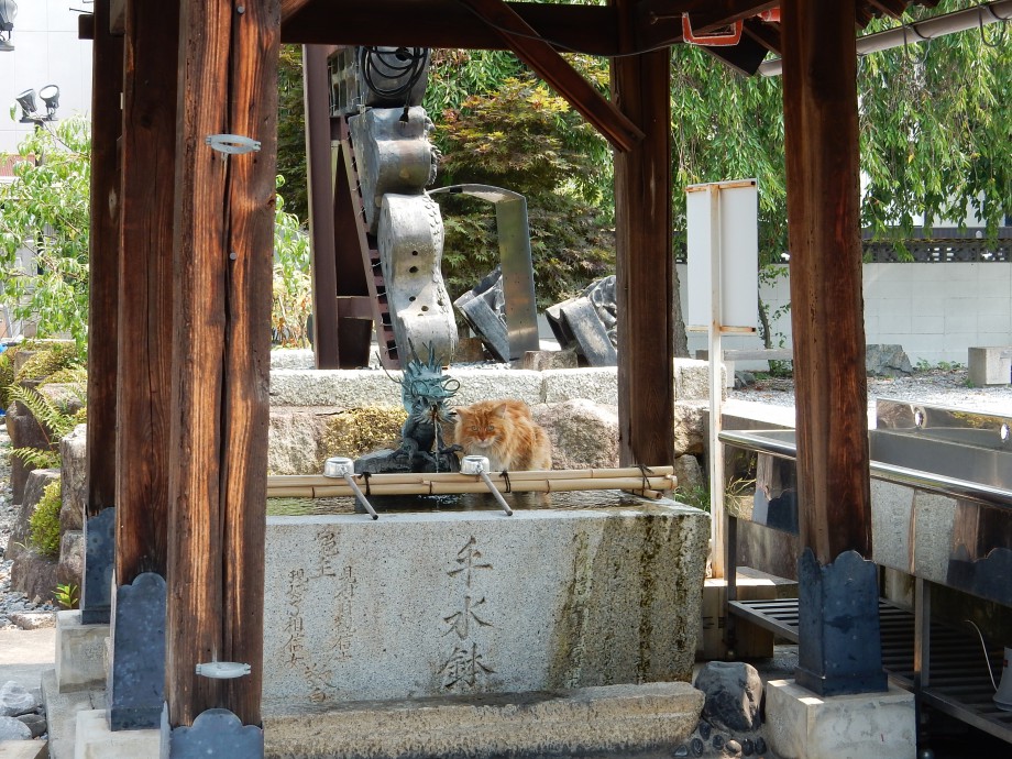 手水鉢の猫住職 彦根の名刹宗安寺