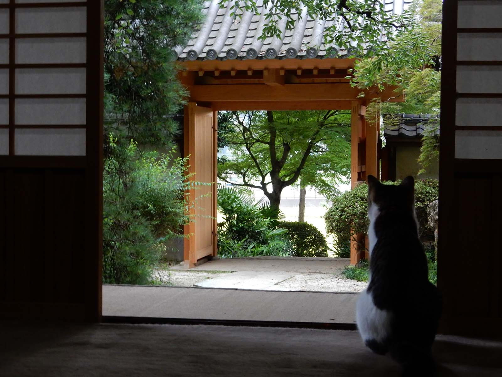 親鸞聖人ゆかりの地で猫と雷雨にあう