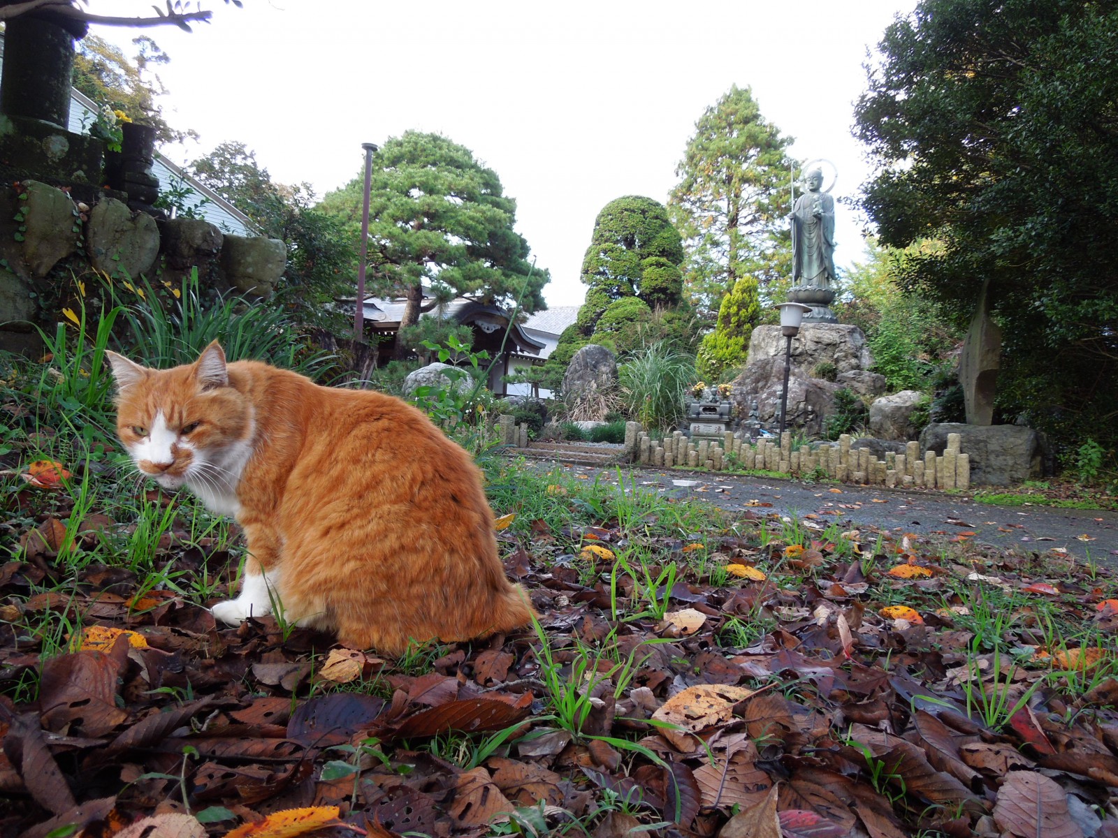 お寺と猫の深く長い関係