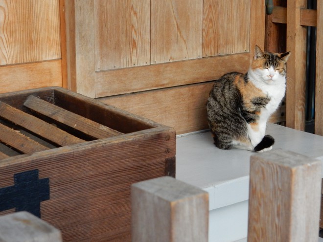 ぽかぽか冬至の居眠り寺猫