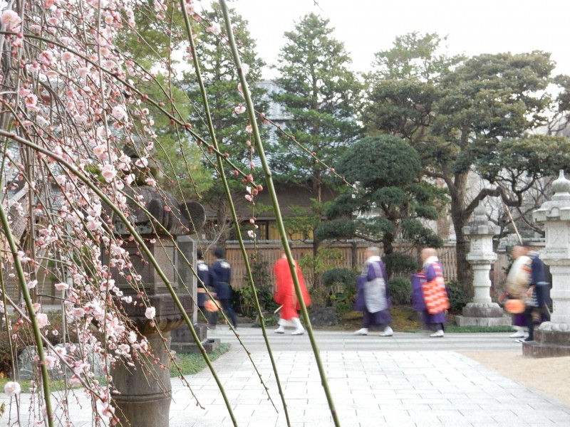 初不動 枝垂れ梅と僧侶｜目黒不動