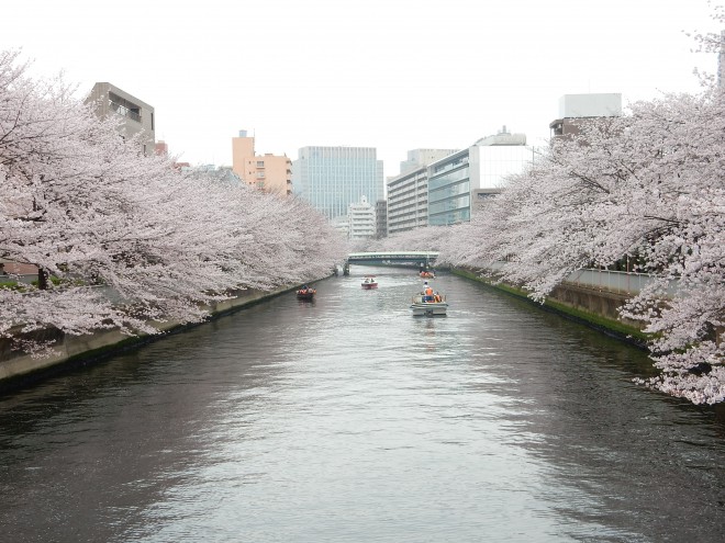 桜の穴場めぐり～門前仲町