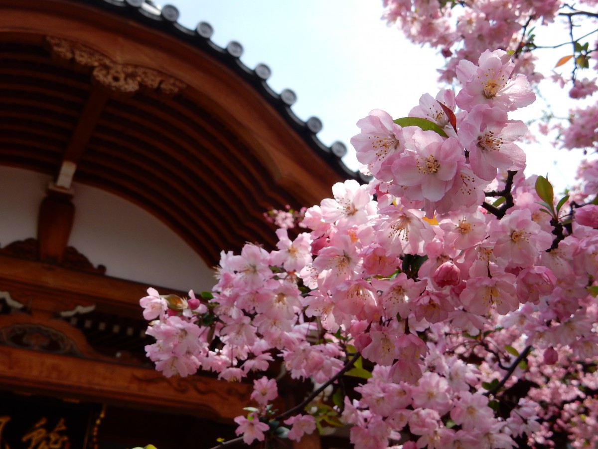 寺×桜