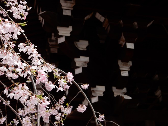 名残の桜｜本駒込吉祥寺