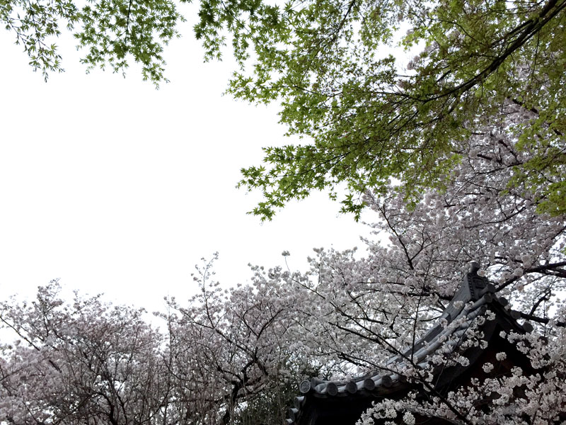 桜の穴場めぐり～法明寺