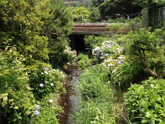 まちあるきで紫陽花を