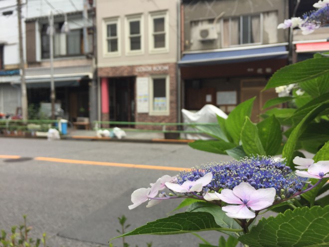 お酉様の紫陽花