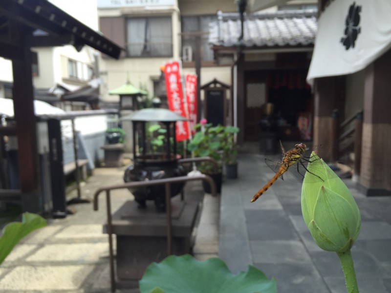 蓮と蜻蛉