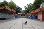 祭りの前、八幡宮の鳩