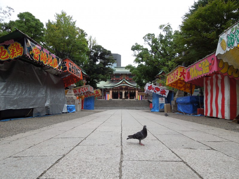 祭りの前、八幡宮の鳩