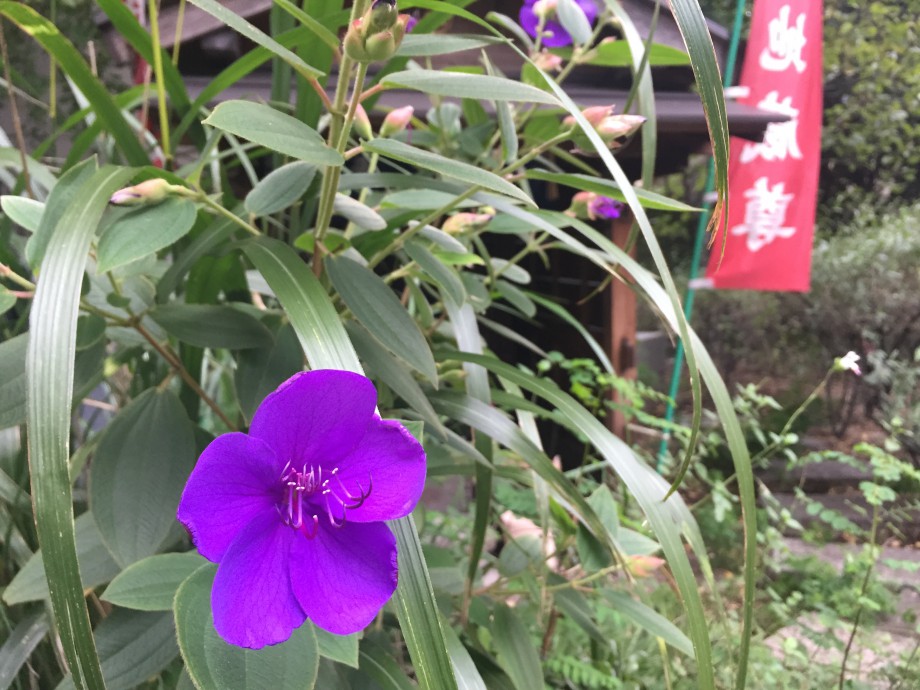 宝町のお地蔵様と紫紺野牡丹