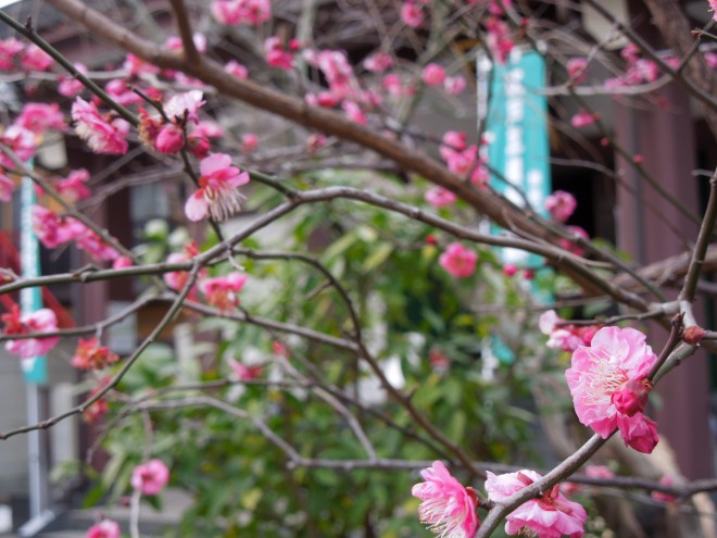 梅は咲いたか桜はまだかいな