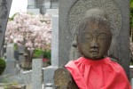 染井のお寺の八重桜