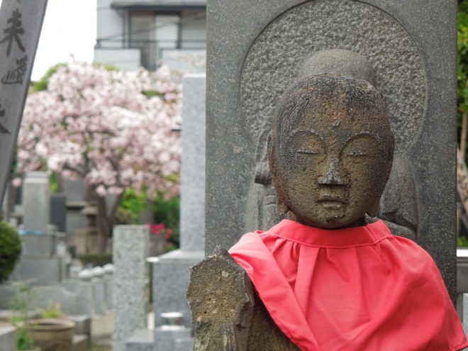 染井のお寺の八重桜