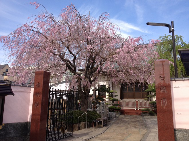 谷中の花見寺