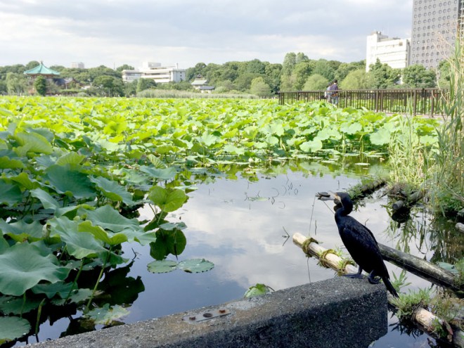 不忍の池の蓮と鵜と辯天堂