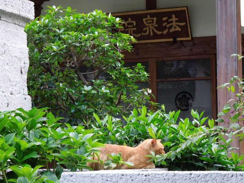本所の狛猫|法恩寺の塔頭寺院