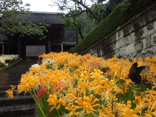 茅葺の寺に満ちる曼殊沙華