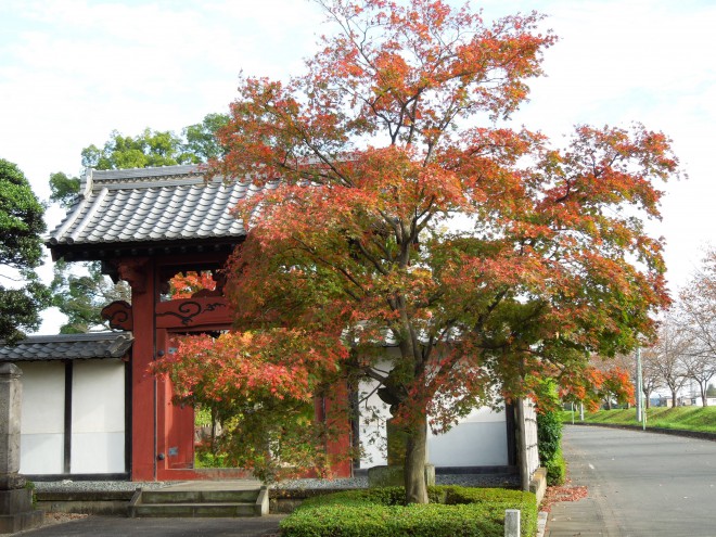 栗よりうまい十三里｜川越蓮光寺