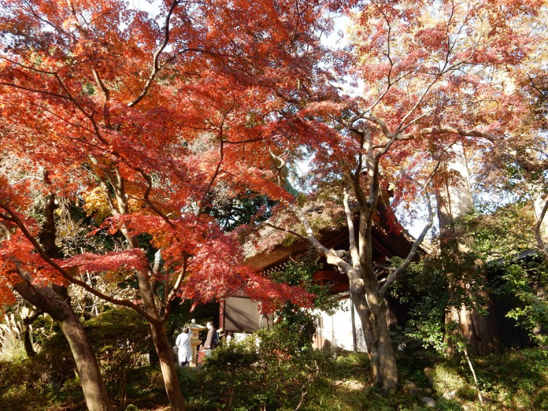 だけじゃない、深大寺