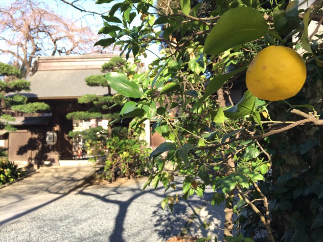 木の葉、人の葉