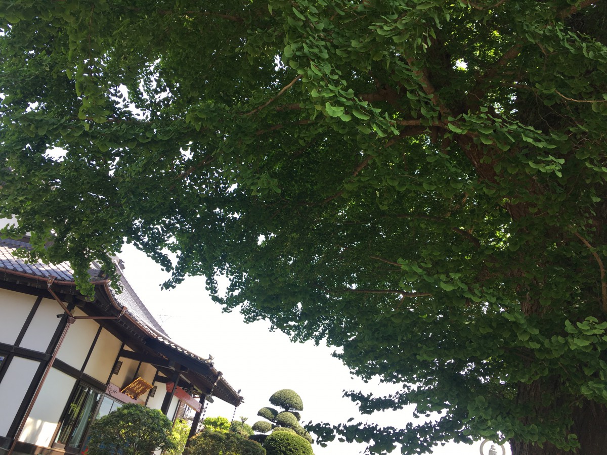 会いにいける秘仏