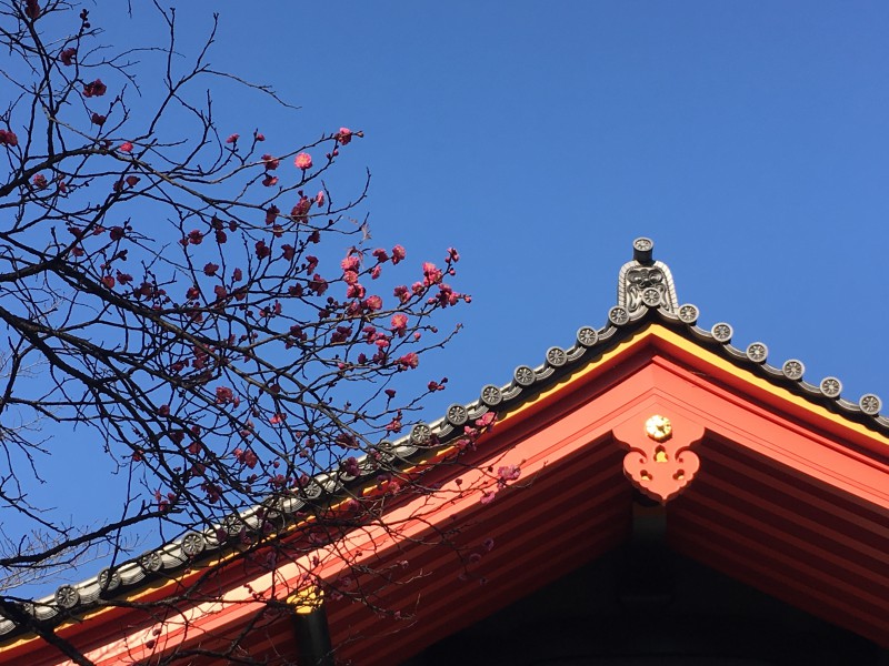 寒梅に差す陽は、春。