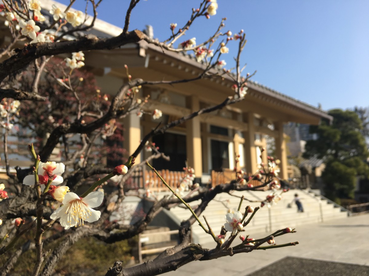 白河さまの梅