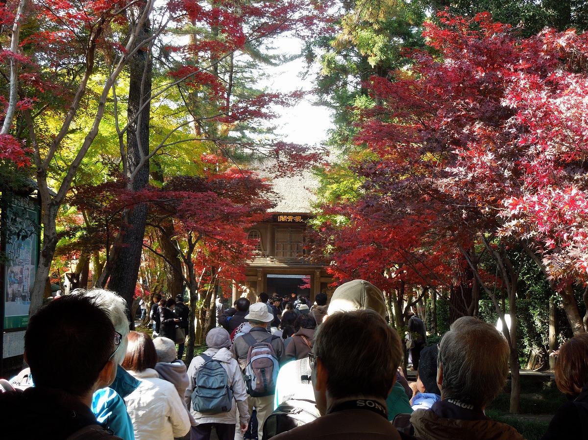 野火止用水紅葉散策