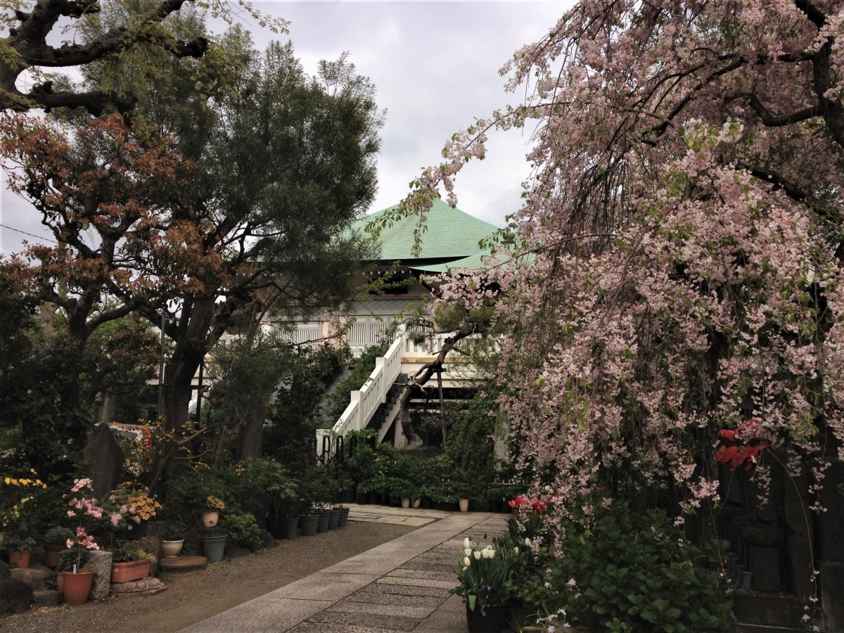 8年前の今日のお寺|花の寺|豊島区南蔵院