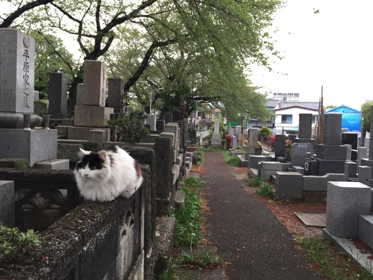 3年前の今日のお寺|染井の里の墓守たち