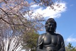 6年前の東京大仏と桜