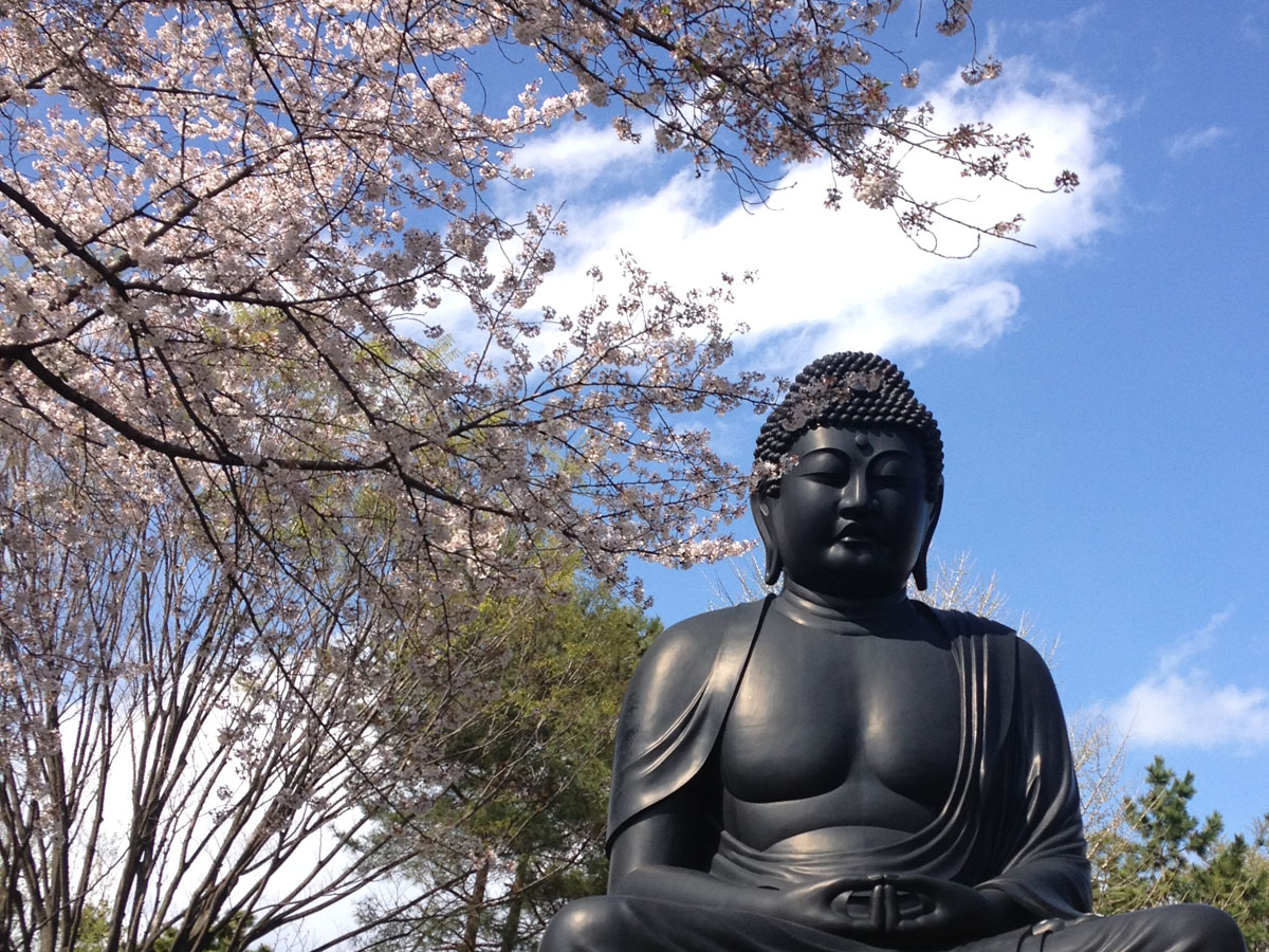 6年前の東京大仏と桜