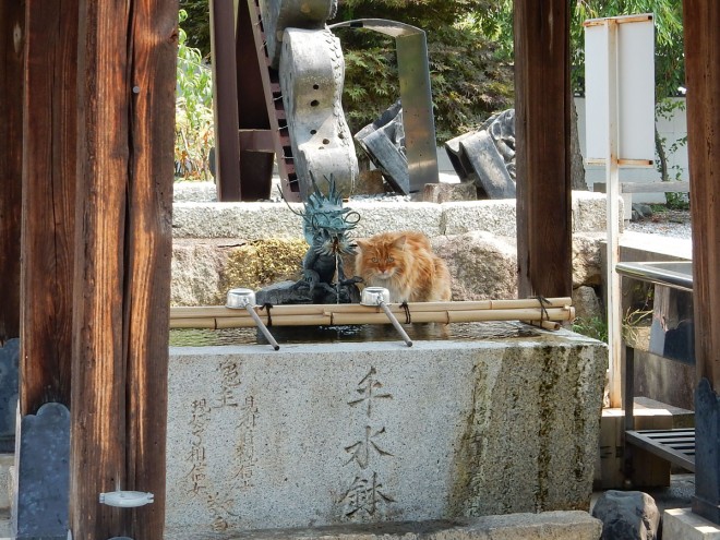 5年前の今日のお寺｜彦根の猫住職